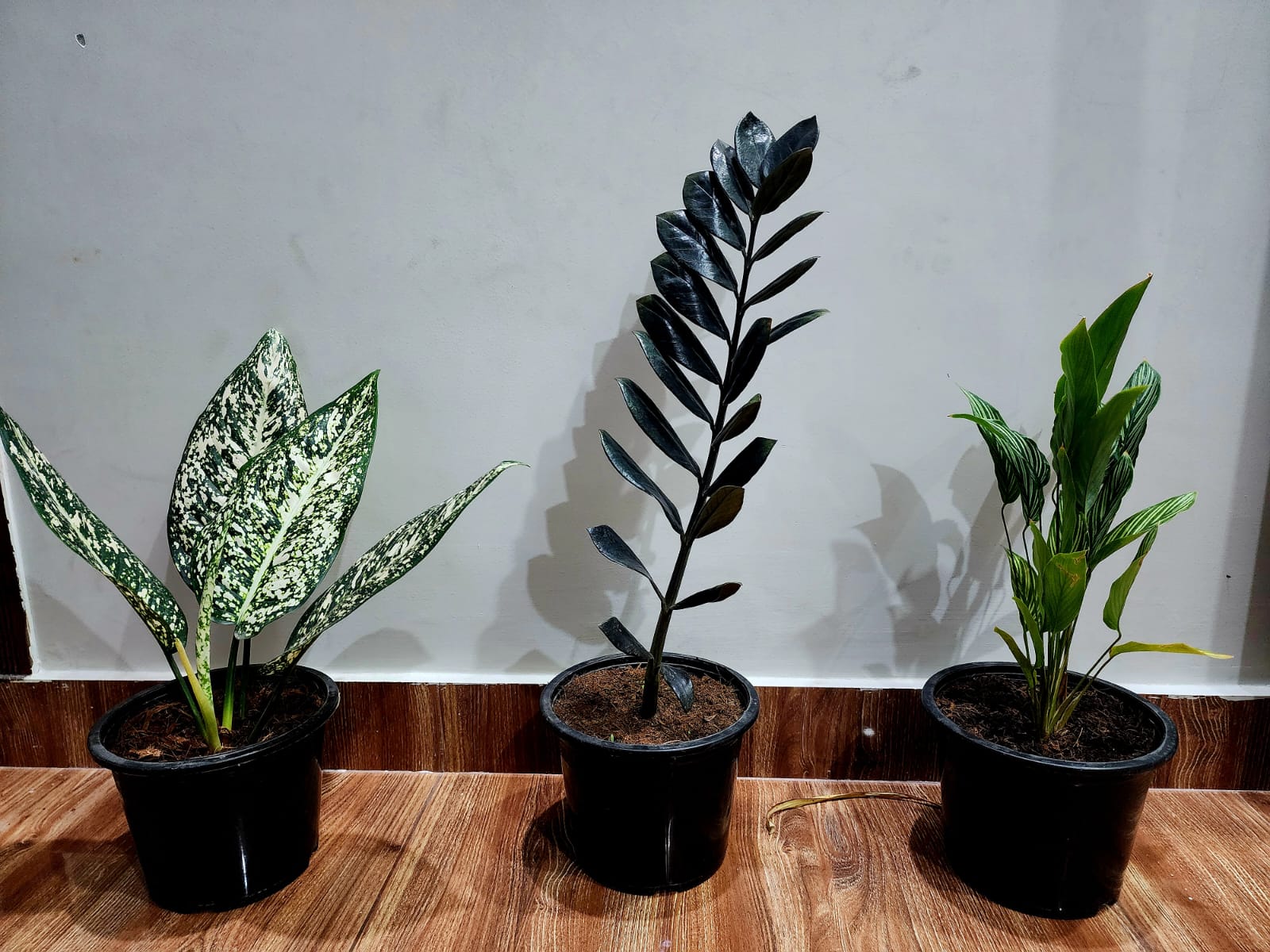 Peace Lily