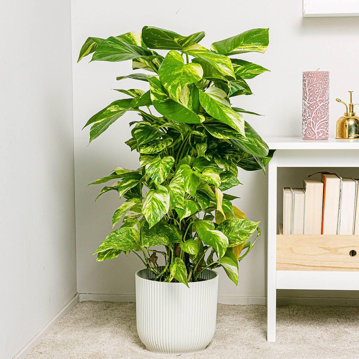 Money Plant